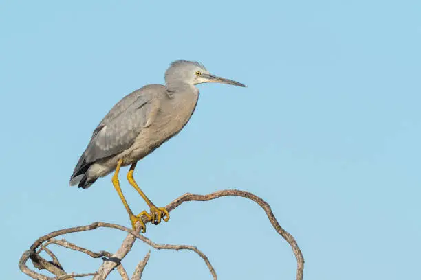 Photo of White-Faced Heron on a Tree