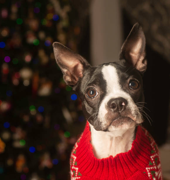 istock Boston Terrier Dressed up for Christmas 1193009897