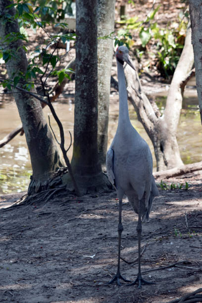 the brolga is a tall grey bird the brolga has just left the lake brolga stock pictures, royalty-free photos & images