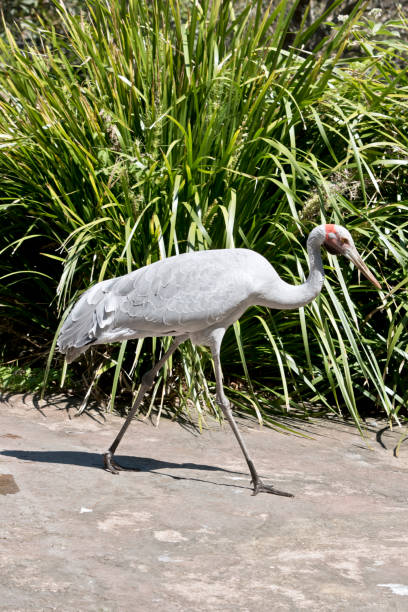 this is a side view of a brolga the brolga is walking to the lake brolga stock pictures, royalty-free photos & images