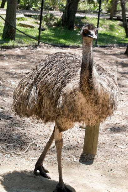 istock the emu is walking around the park 1193010136