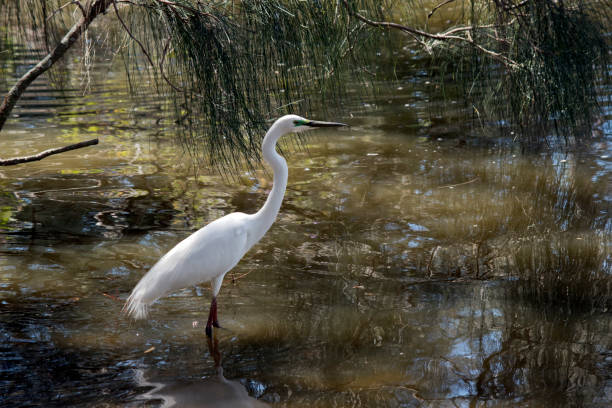 istock this is a side view of a great egret 1193011754