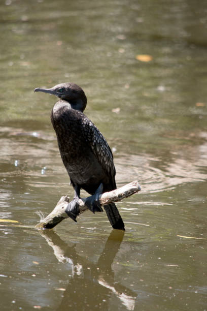 istock the little black cormorant is on a stick 1193012091