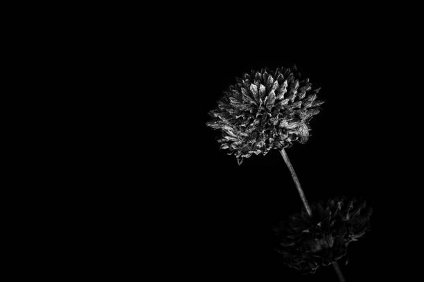 istock Dry flowers with infinity background 1193012161