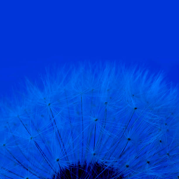 istock macro shot of white dandelion on empty background. Square with copy space. Classic, blue monochrome, trend 2020 1193012827