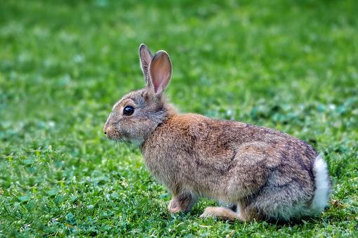 Wild rabbit close up on the grass