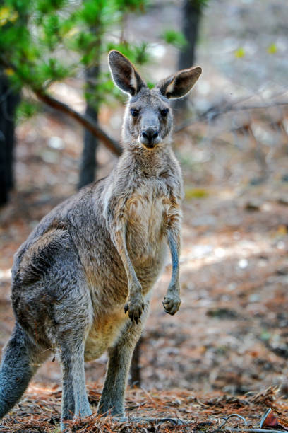 istock Grey Kangaroo in the bushland 1193013992