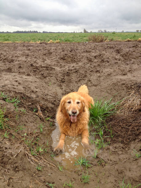 istock Golden retriever sitting and looking at forest 1193017360