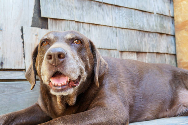 istock Chocolate labrador retriever dog portrait head shot 1193017984