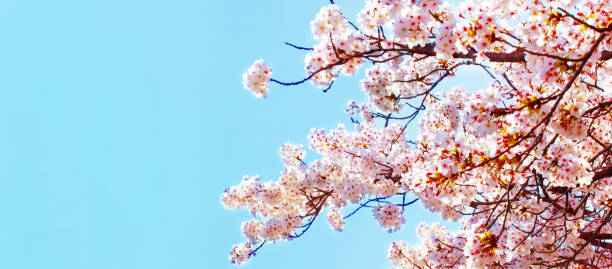 istock Beautiful cherry blossom sakura in spring time over blue sky.Cherry blossom in full bloom. 1193019212