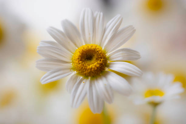 istock Camomile daisy flowers, 1193020205