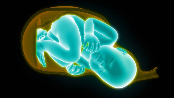 istock Fetus (Baby) in Womb Anatomy 1193021297