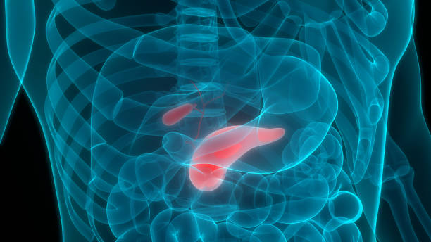 istock Human Internal Digestive Organ Pancreas with Gallbladder Anatomy 1193021504