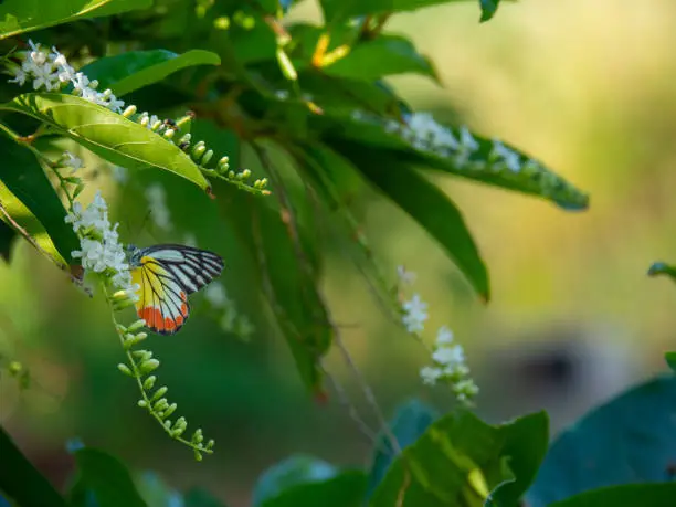 Photo of Chinese Rose or Citharexylum spinosum Linn.,flowers on tree., Butterfly on a flower