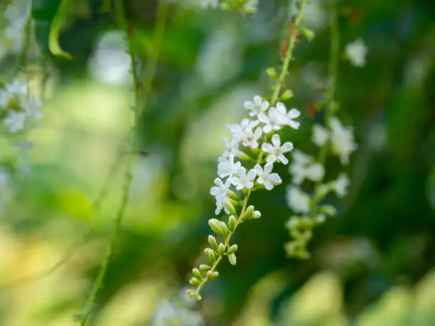 Photo of Chinese Rose or Citharexylum spinosum Linn.,flowers on tree.