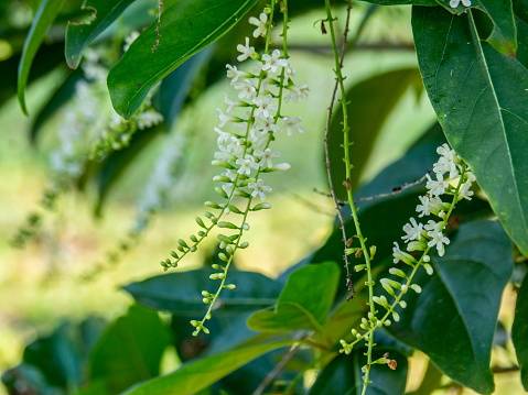 Chinese Rose or Citharexylum spinosum Linn.,flowers on tree.