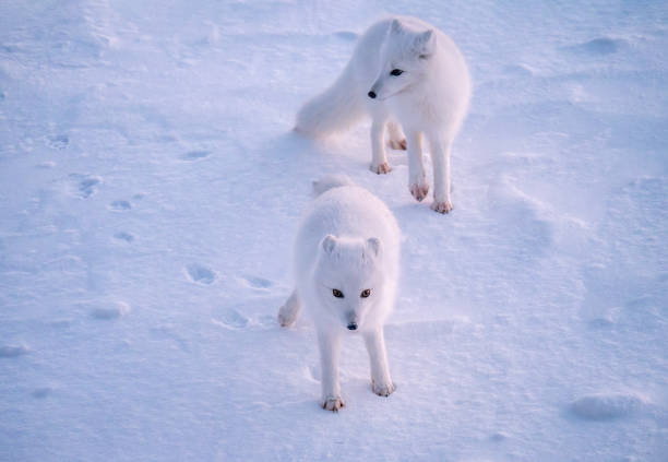 Two Arctic fox (Vulpes lagopus) standing on the snow. Near Churchill, Canada. Focus on the front Arctic fox as it stands in front of another in the winter snow near their offscreen den entrance, outside Churchill, Manitoba. They have beautiful white fur and bushy tails. churchill manitoba stock pictures, royalty-free photos & images