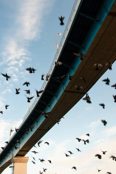 istock Flock of pigeons flying under the overpass 1193025932