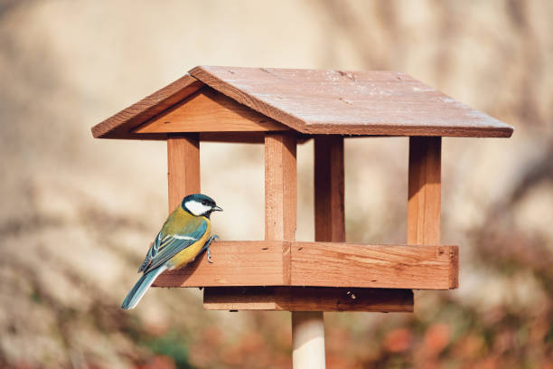 istock beautiful small bird great tit on bird feeder 1193027121