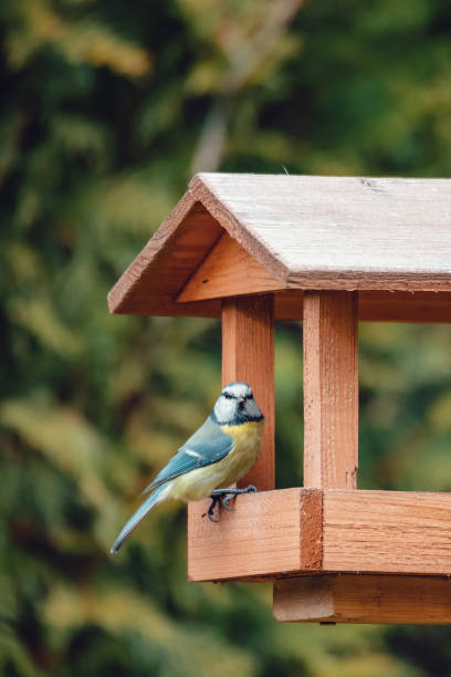 istock beautiful small bird great tit on bird feeder 1193027125
