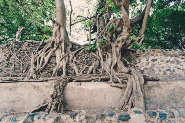 istock tangle of massive roots, Ethiopia 1193027164