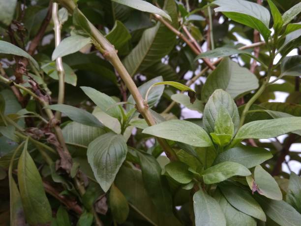 istock Beautiful green leaves 1193027417