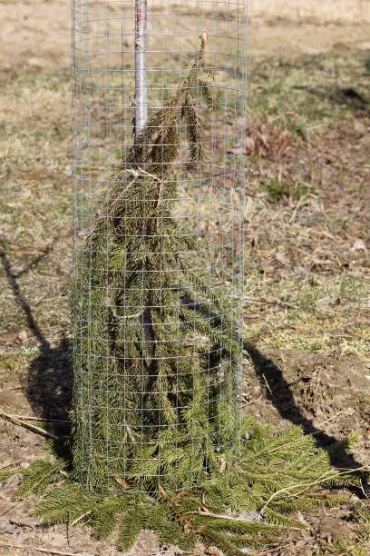 fruit tree wrapped in spruce paws and metal mesh in the garden