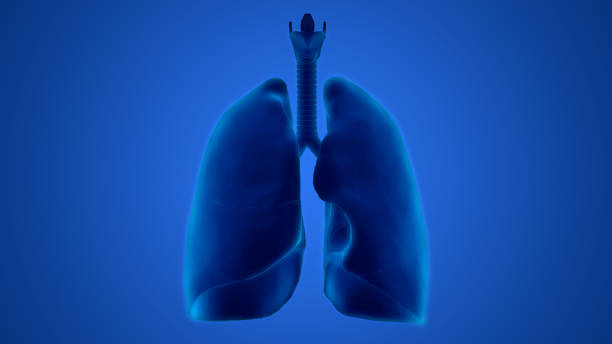 istock Human Respiratory System Lungs Anatomy 1193029388