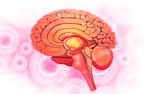 Photo of Human brain anatomy cross section