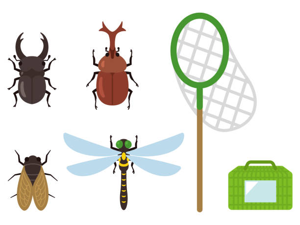 Beetle, semi, dragonfly Beetle, semi, dragonfly cicada stock illustrations