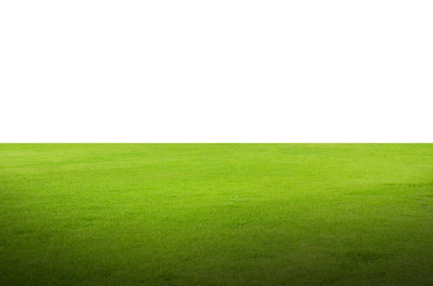 istock Green grass field isolated on white background with clipping path. 1193031474