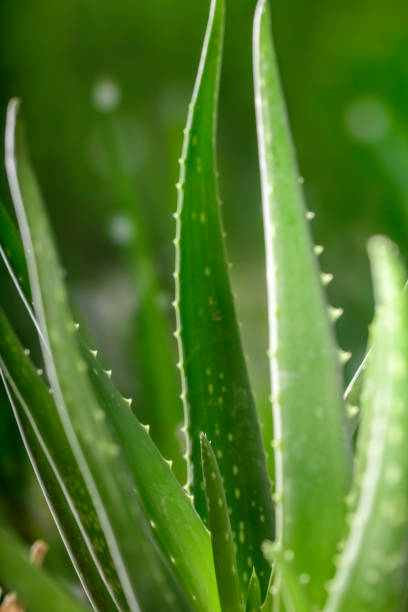 istock Aloe Vera Plant 1193031846
