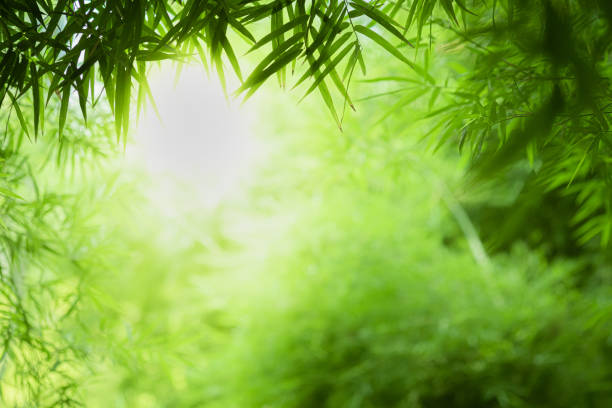 istock Closeup beautiful view of nature green bamboo leaf on greenery blurred background with sunlight and copy space. It is use for natural ecology summer background and fresh wallpaper concept. 1193032603