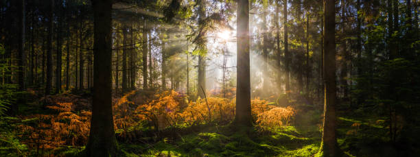 lever de soleil dans la forêt idyllique défrichant le rayon d'or illuminant le panorama de forêt - forest fern glade copse photos et images de collection