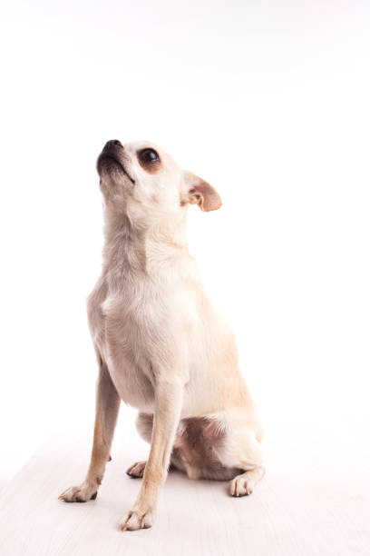 istock White chihuahua dog on a white background. 1193034761