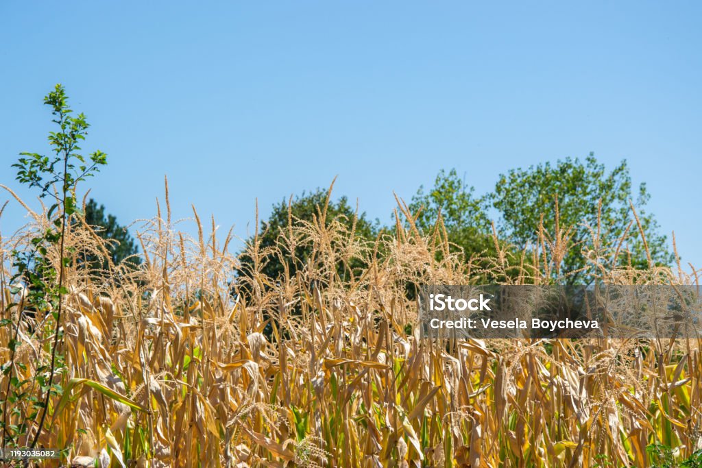 Corn Stocks Tree Dried Cornstalks Summer Corn Plants On A Field Under A Blue Sky Green ...