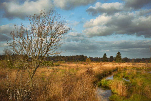 Brack Venn in Belgium and Germany High Fens in Germany and Belgium bog stock pictures, royalty-free photos & images