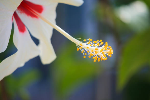 hibiscus flower in green garden