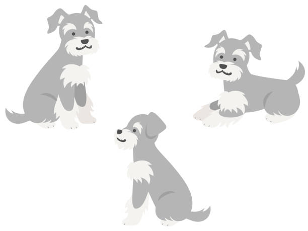 Three miniature schnauzers whole body illustration set in sideways sitting and lying down pose This is an illustration set of three miniature schnauzers in sideways sitting and lying down pose. grey miniature schnauzer stock illustrations