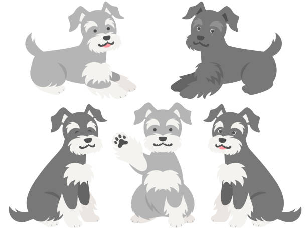 Illustration set of miniature schnauzers of various hair colors This is an illustration set of five miniature schnauzers of various hair colors. grey miniature schnauzer stock illustrations