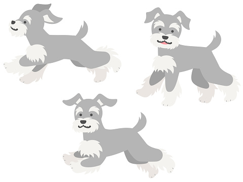 This is an illustration set of three miniature schnauzers in running and walking poses.