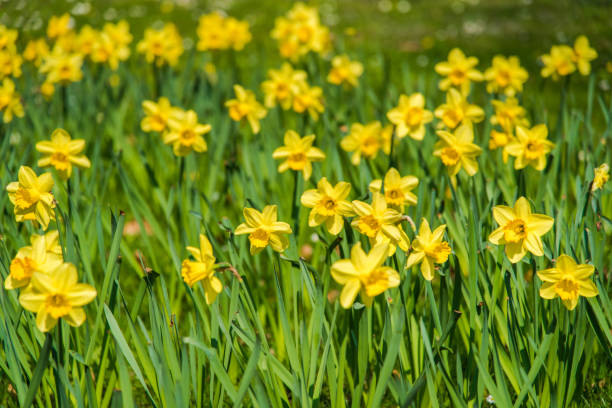 Daffodil flower garden during springtime. stock photo