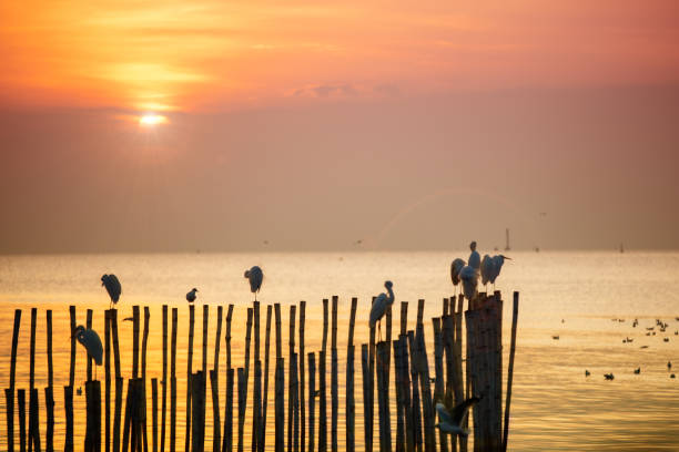 istock Seagull hold on the bamboo 1193042948
