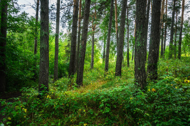 istock Beautiful place in deep of wild summer forest 1193044065