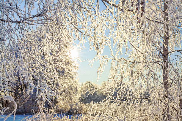 istock winter snowy landscape with forest and sun 1193044078