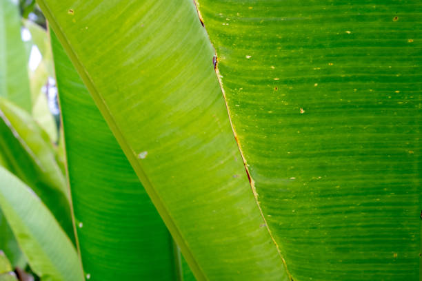 Banana Leaf stock photo