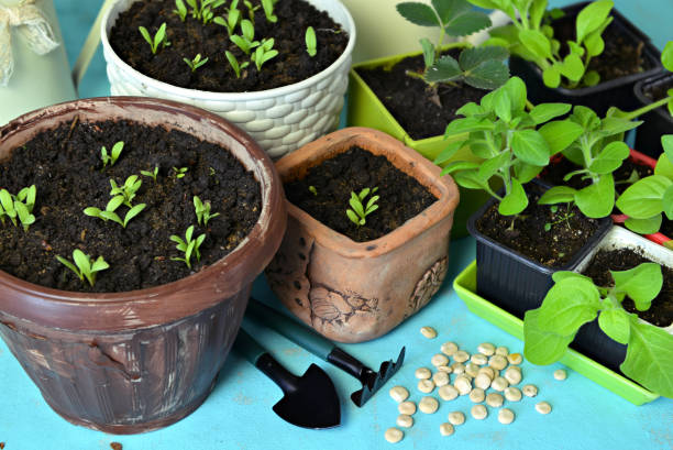 istock Green sprouts in pots with seeds and working tools on table. 1193045263