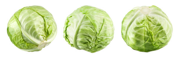 istock Green cabbage isolated. Cabbage on white. Set of fresh cabbages. 1193046718