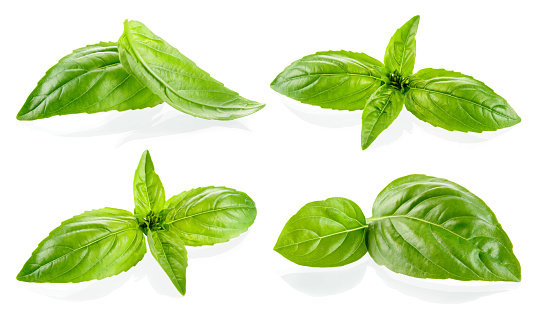 Basil isolated. Basil leaf on white. Basil leaves isolete. Set of basilic.