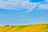 Vineyards and landscape in Lower Franconia in autumn with colorful leaves in typical autumn colors after the vintage in sunshine, blue sky, small white veil clouds near the town Volkach